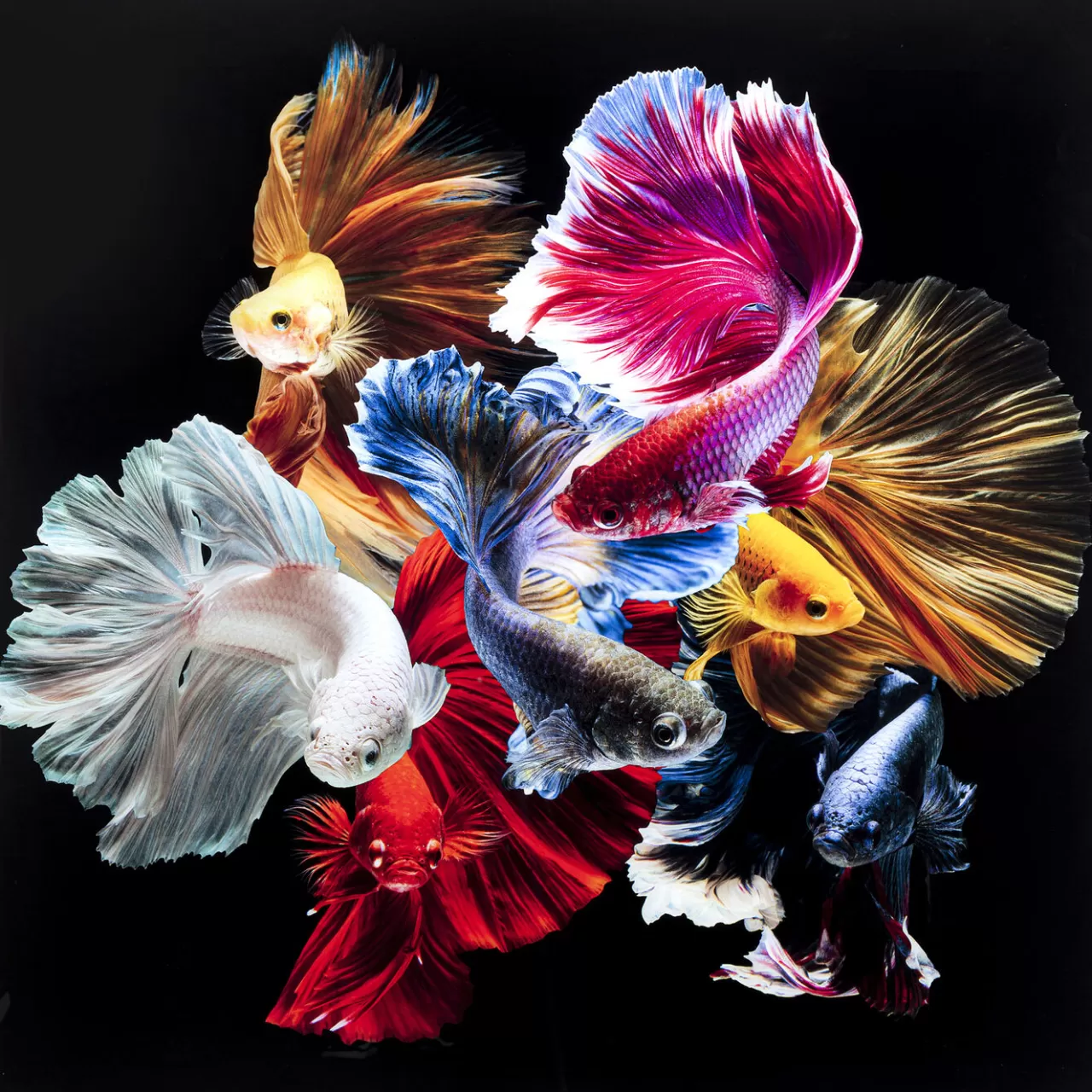 Tableau En Verre Colorful Swarm Fish 120X120Cm*KARE Design Best Sale