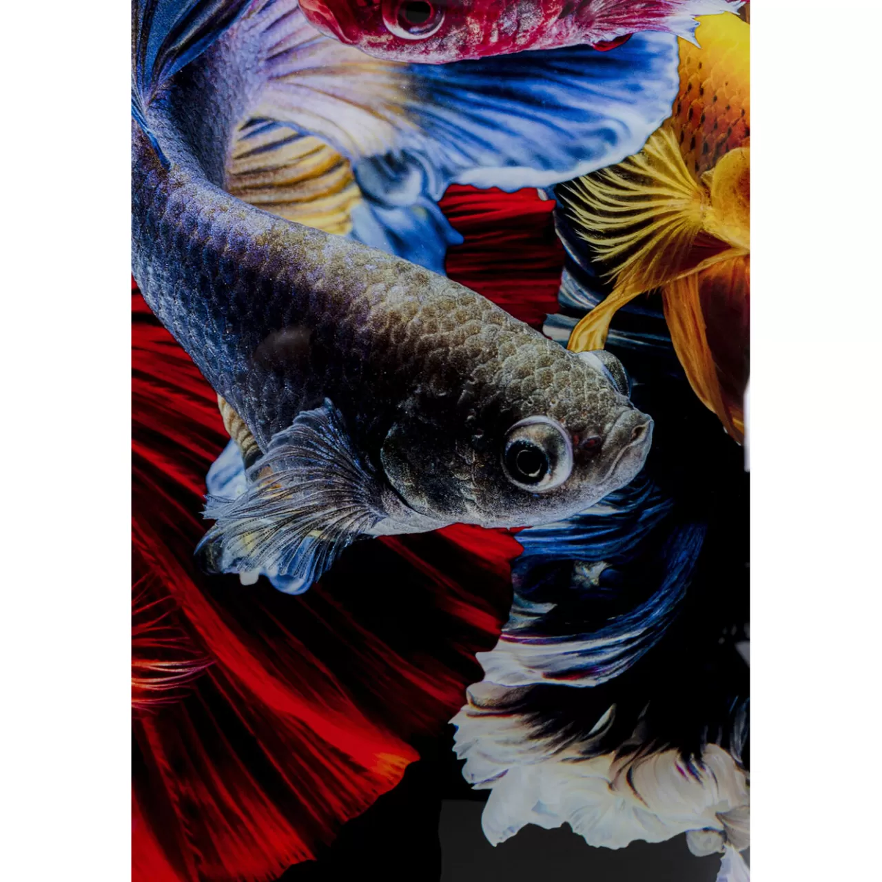 Tableau En Verre Colorful Swarm Fish 120X120Cm*KARE Design Best Sale